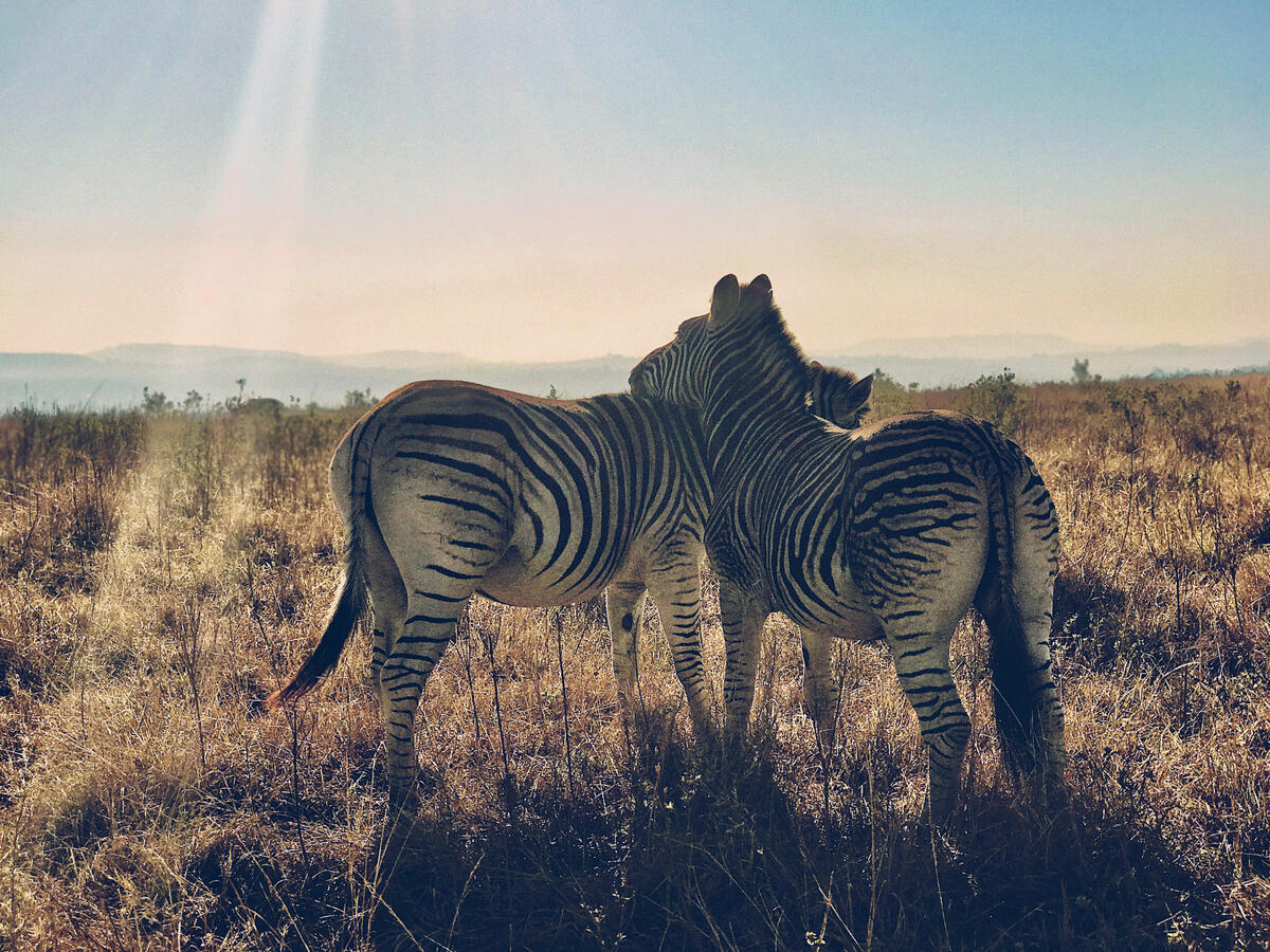 Zebra Love