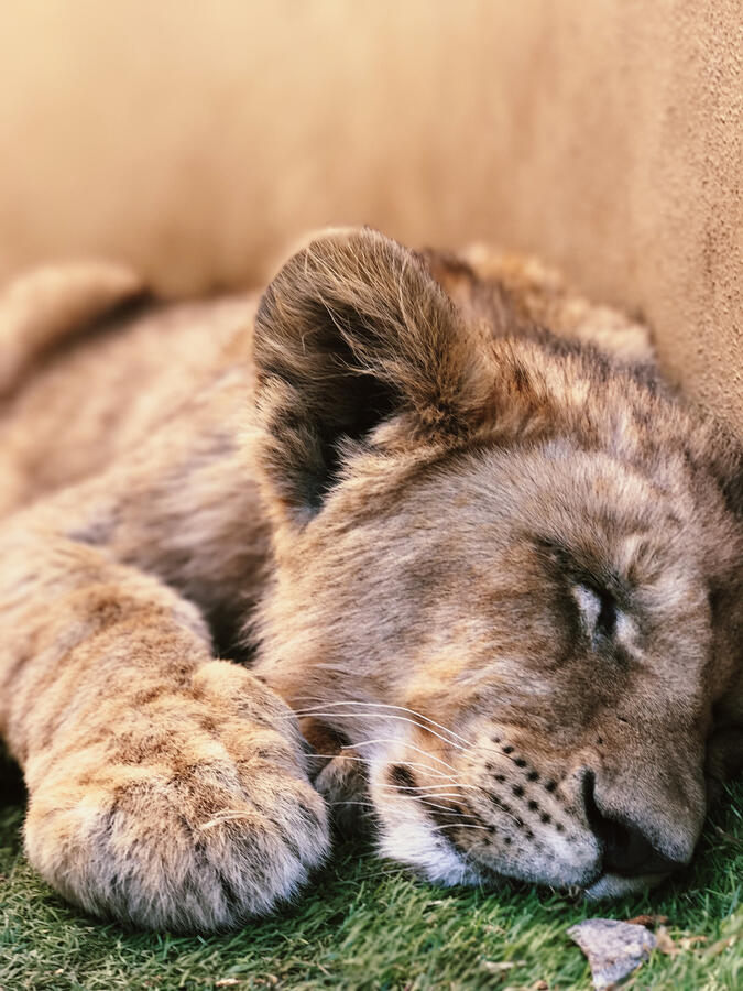Lion Cub