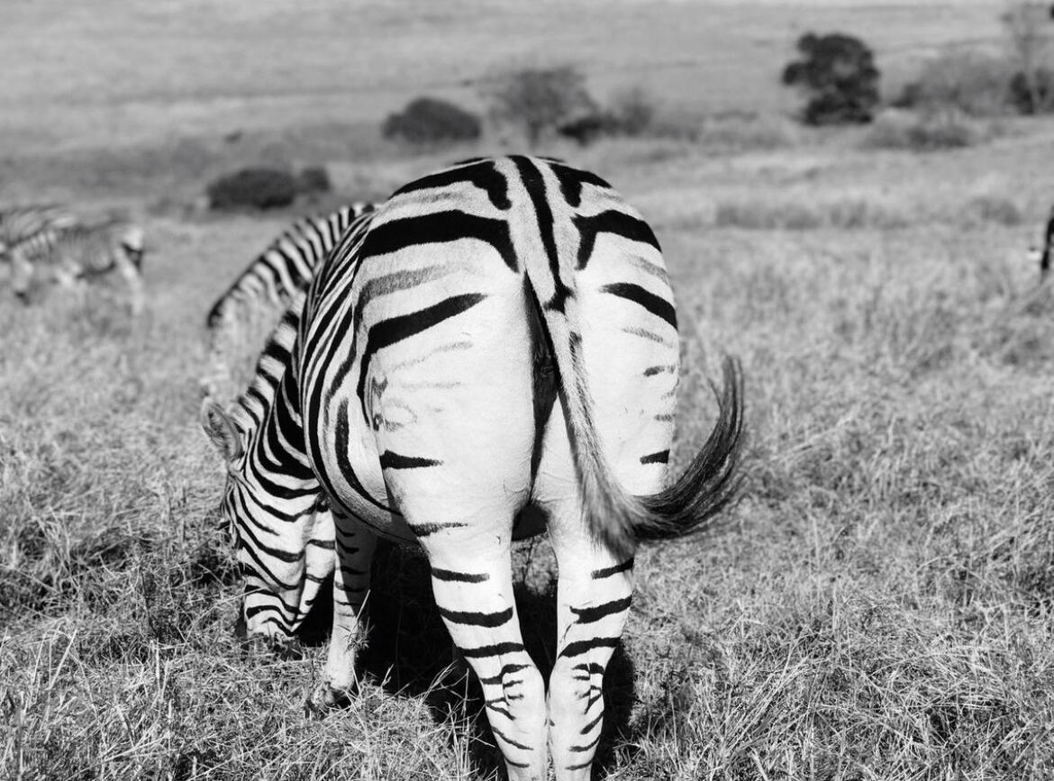 Zebra Butt