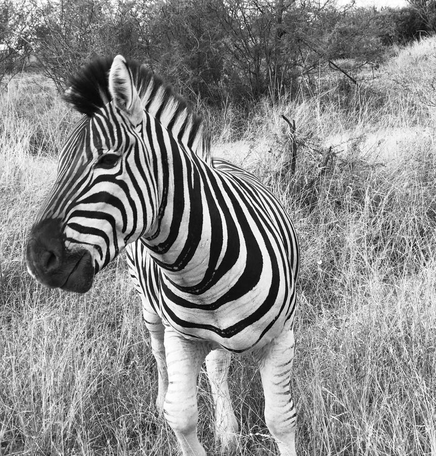 Zebra
