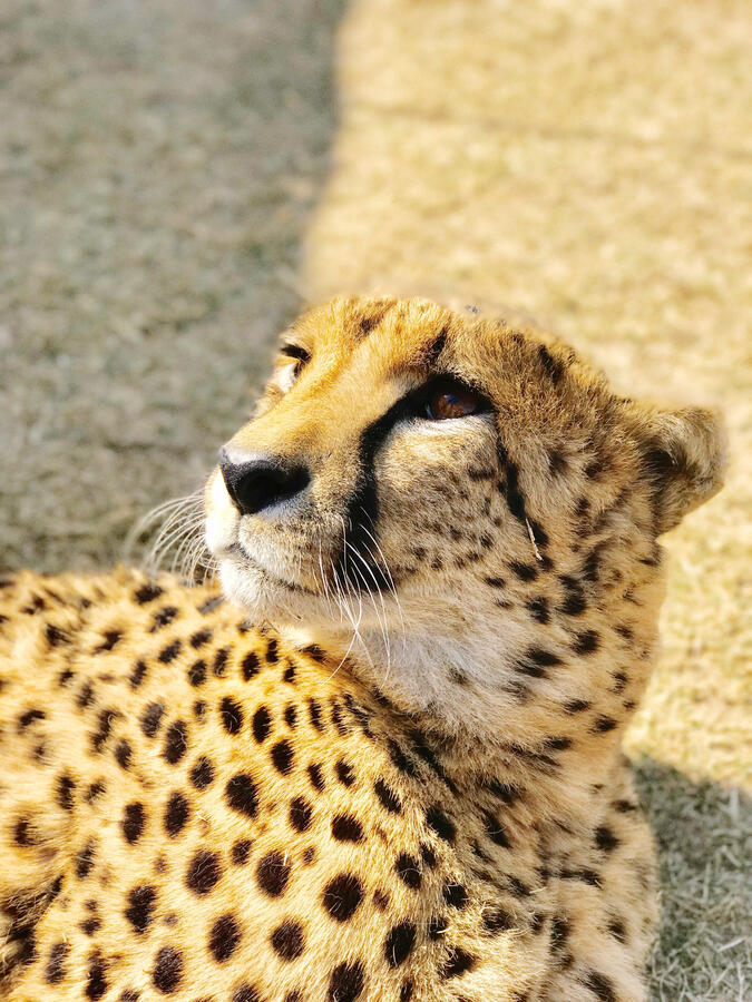 Cheetah